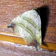 Laspeyria flexula