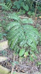 Angiopteris lygodiifolia