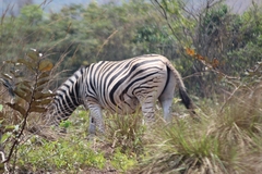 Equus quagga