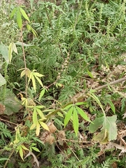 Cannabis sativa spontanea