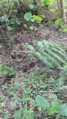 Angiopteris lygodiifolia