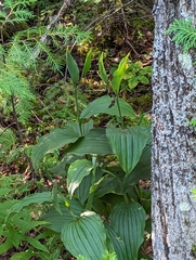 Cypripedium reginae