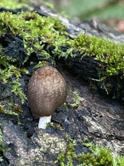 Pluteus
