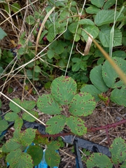 Phragmidium violaceum