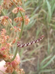 Eupithecia centaureata