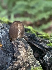Pluteus
