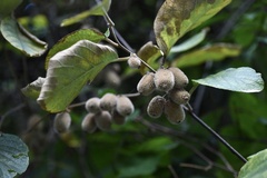 Actinidia