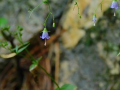 Campanula divaricata