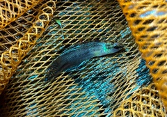 Betta stigmosa