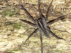 Tigrosa georgicola
