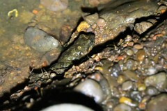 Pseudophryne bibronii