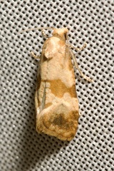 Phalonidia contractana