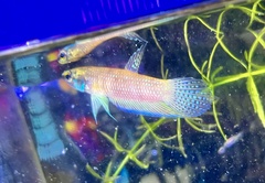 Betta stigmosa