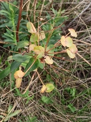 Euphorbia stepposa