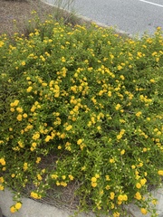 Bidens laevis