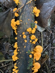 Favolaschia claudopus