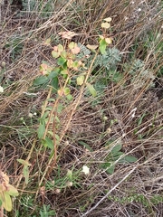Euphorbia stepposa