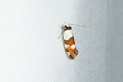 Euphiltra eroticella