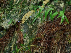 Campanula divaricata