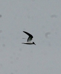 Sterna hirundo