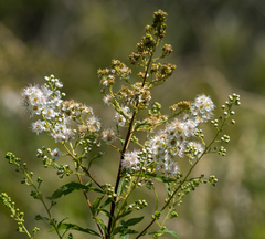 Spiraea alba