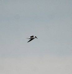 Sterna hirundo