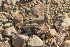 Trimerotropis occidentalis