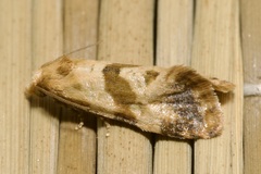 Phalonidia contractana