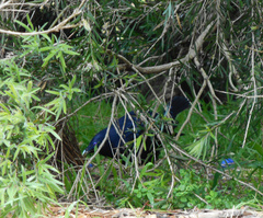 Ptilonorhynchus violaceus