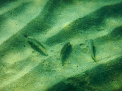 Mullus barbatus