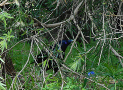 Ptilonorhynchus violaceus