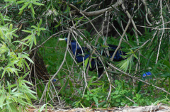 Ptilonorhynchus violaceus