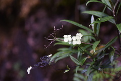 Hydrangea kwangsiensis