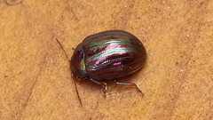 Chrysolina americana