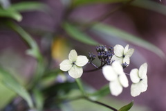 Hydrangea kwangsiensis