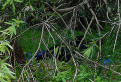 Ptilonorhynchus violaceus