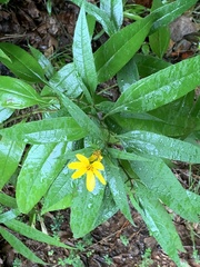 Helianthus microcephalus