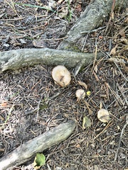 Gomphidius glutinosus