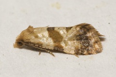 Phalonidia contractana