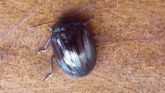 Chrysolina americana