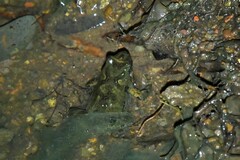 Pseudophryne bibronii