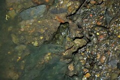 Pseudophryne bibronii