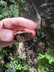 Gomphidius glutinosus