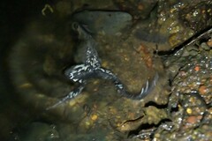 Pseudophryne bibronii