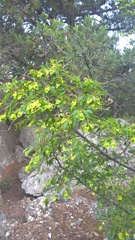 Paliurus spina-christi