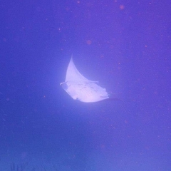 Mobula alfredi