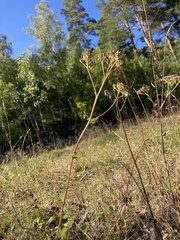 Achillea millefolium