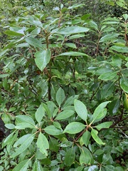 Kalmia latifolia