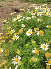 Tripleurospermum maritimum