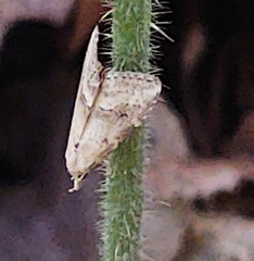 Noctuoidea